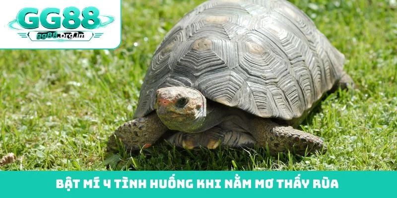 Bật mí 4 tình huống khi nằm mơ thấy rùa