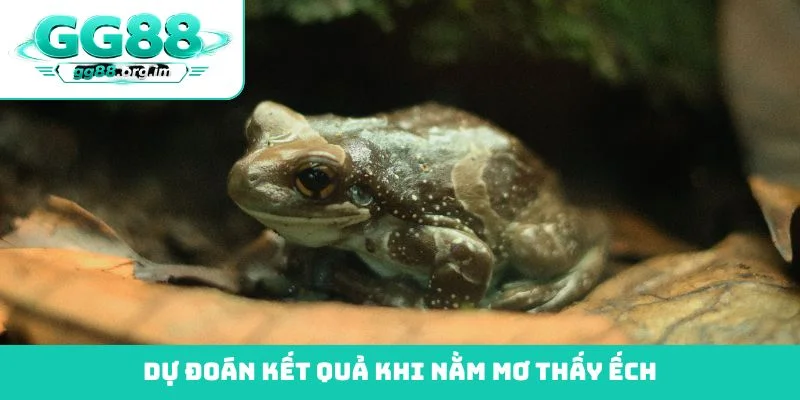 Dự đoán kết quả khi nằm mơ thấy ếch