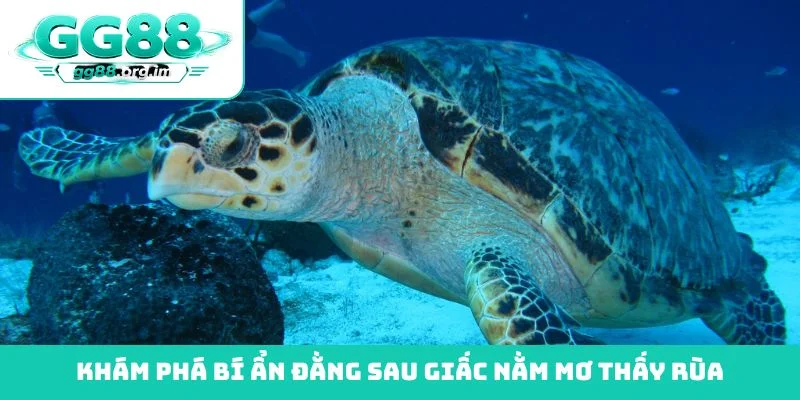 Khám phá bí ẩn đằng sau giấc nằm mơ thấy rùa