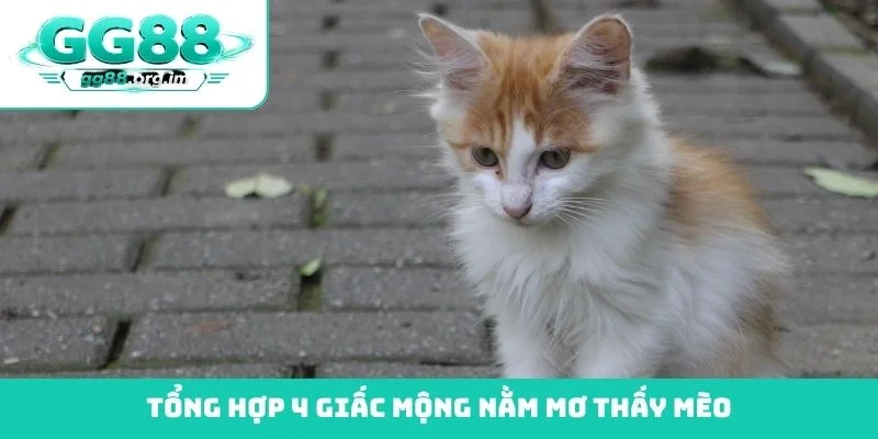 Tổng hợp 4 giấc mộng nằm mơ thấy mèo