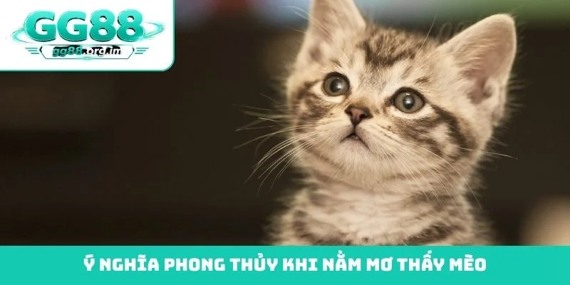 Ý nghĩa phong thủy khi nằm mơ thấy mèo